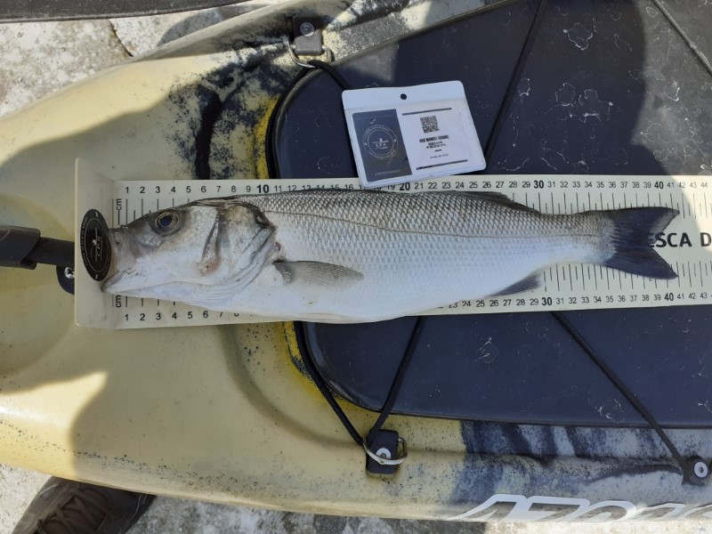 Fish Measure Picture